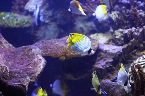 butterfly fish 4