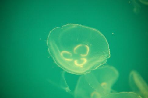 jellyfish 19
