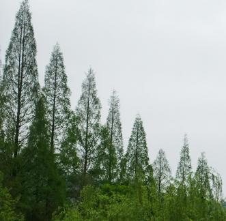 Green curtain hanging clouds 2