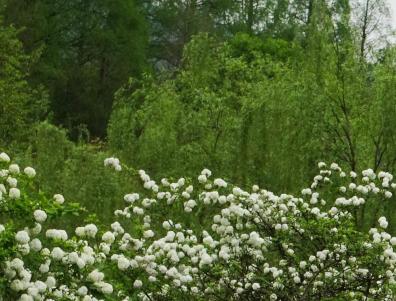 Green curtain hanging clouds 3