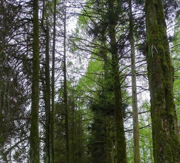 Green curtain hanging clouds 4
