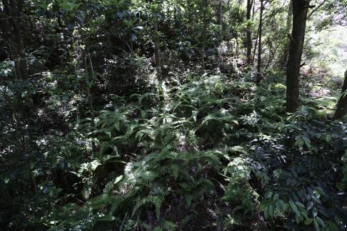 Green Light Tunnel 1