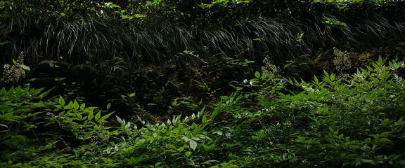 When the forest light is mottled