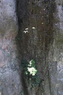 Green between cliffs 1