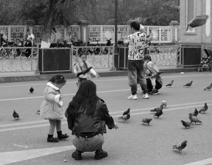 Feed the Peace Dove 5