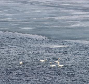 Middle reaches of Swan Lake 8