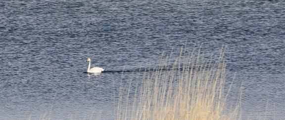 Middle reaches of Swan Lake 9