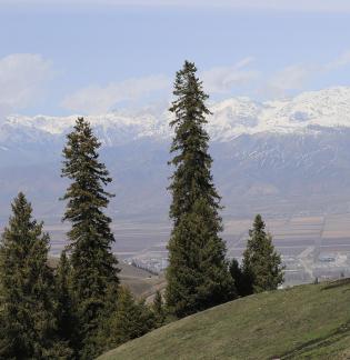 Snowy Ridge Pine Plains 1