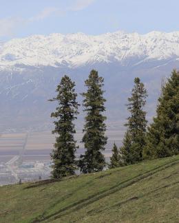 Snowy Ridge Pine Plains 2
