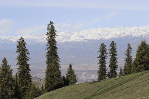 Snowy Ridge Pine Plains 4