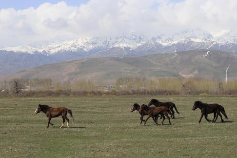 Grassland horse ranch 9