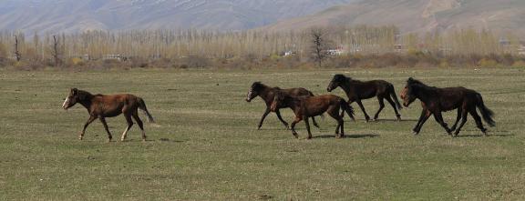 Grassland horse ranch 11