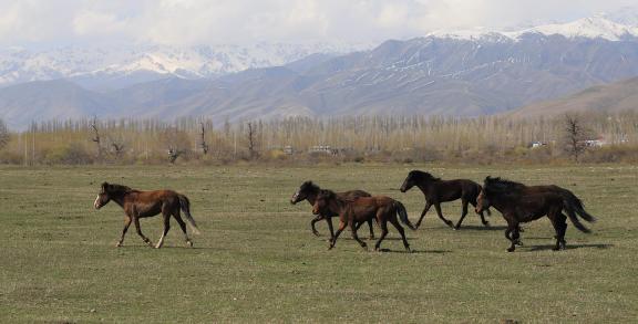 Grassland horse ranch 12