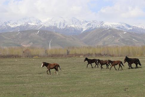 Grassland horse ranch 6