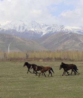 Grassland horse ranch 7