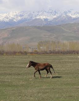 Grassland horse ranch 8