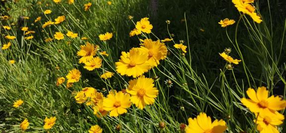 Brilliant mountain flowers 1