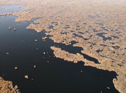 The vast expanse of reed marshes 11