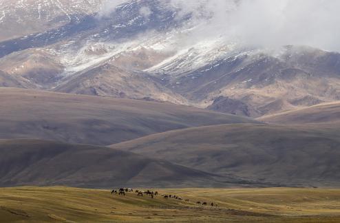 High mountain pasture 37