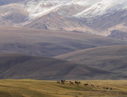 High mountain pasture 34