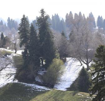 Cold Mountain Green Shadow 4