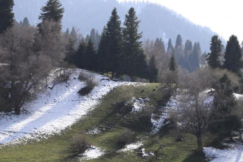 Cold Mountain Green Shadow 6