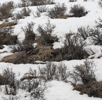 Empty field white painting 11