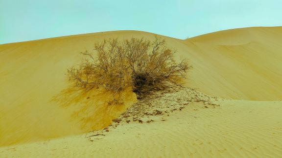 Plants in the Desert 2