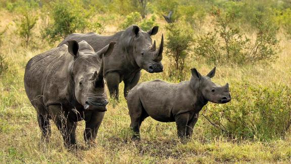 Breitmaulnashoerner 1613