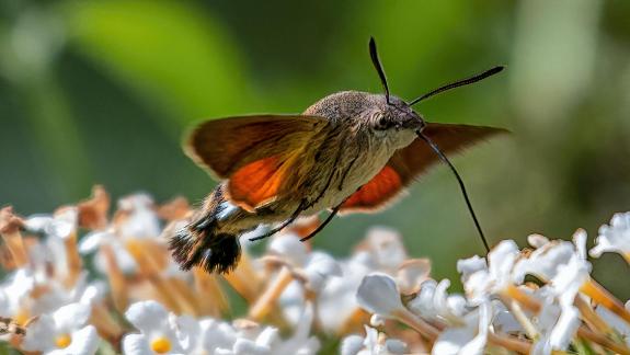 Macroglosum stellatarum 1953