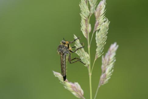 Scorpionflies 6618