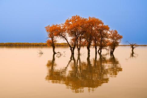 Zepkin Lake Populus euphratica 2