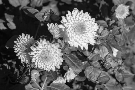 Chrysanthemums