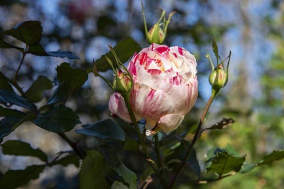 Lonely Rose