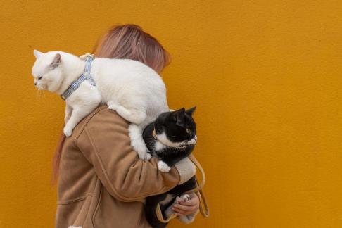 With Cats