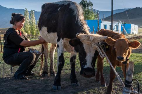 Milking a Cow