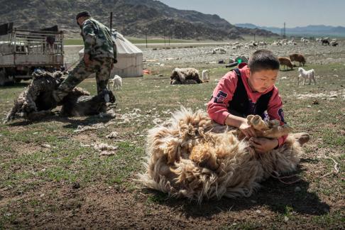 Sheep Shearing
