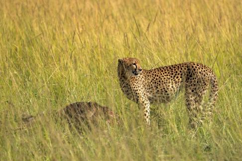 Hunting Cheetah
