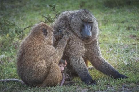 Baboon2