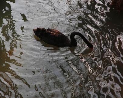 Black Swan Swimming in Water 5