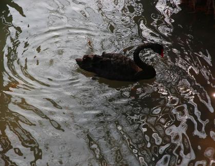 Black Swan Swimming in Water 6