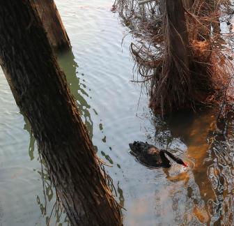 Black Swan Swimming in Water 7