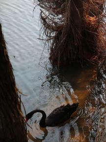 Black Swan Swimming in Water 8