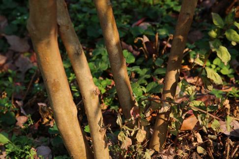 The quality of wood and stone 4