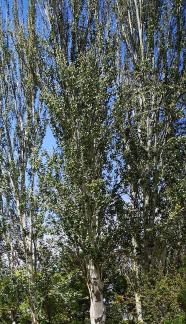 big tree 1