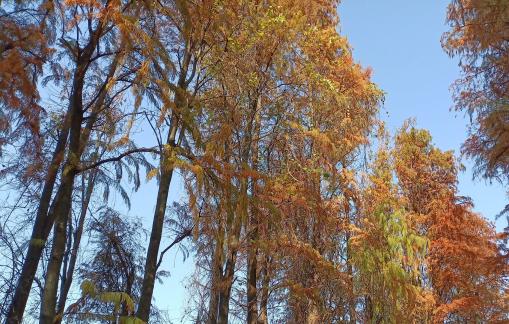 big tree 3