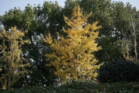 big tree 4