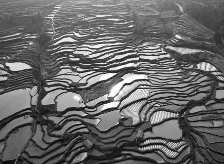 Terraced fields scenery 58