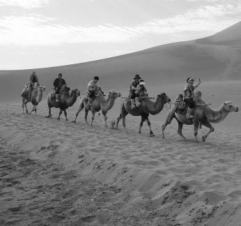 Desert Journey 50