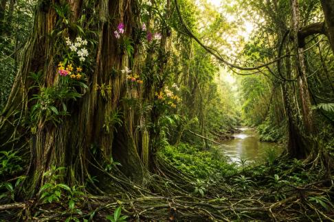 ROOTS